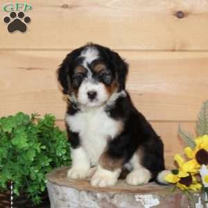 Raspberry – F1, Bernedoodle Puppy